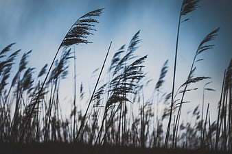 Silhouette of tall grass swaying in the wind against a blue sky