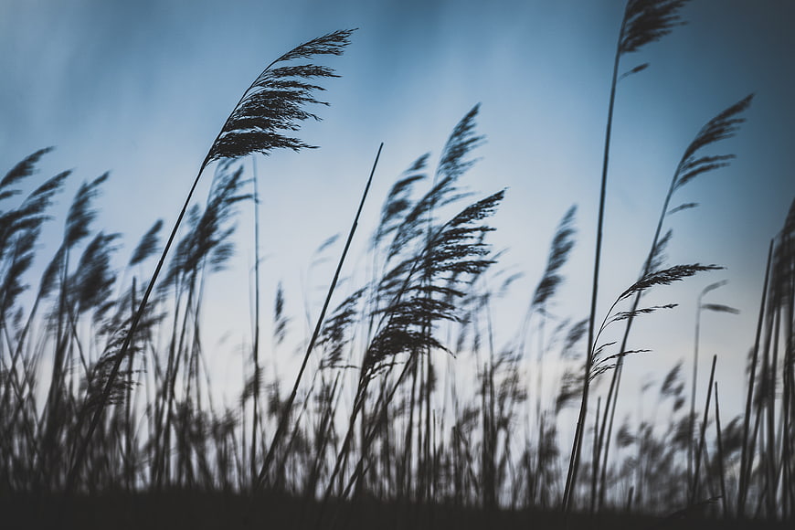 Silhouette of tall grass swaying in the wind against a blue sky