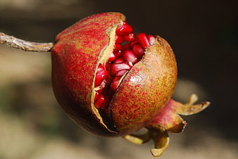 Close-up of a ripe pomegranate bursting open on the branch