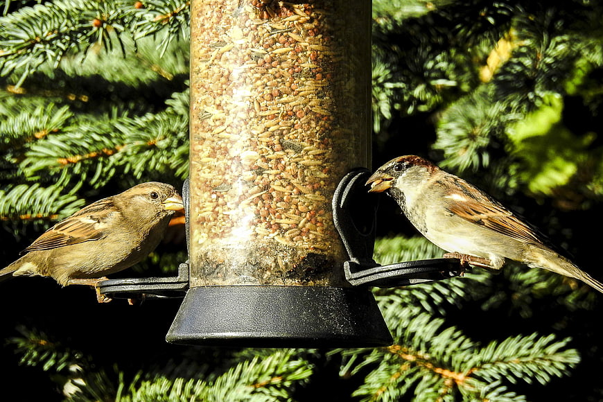 Two House Sparrows Feeding on a Bird Feeder