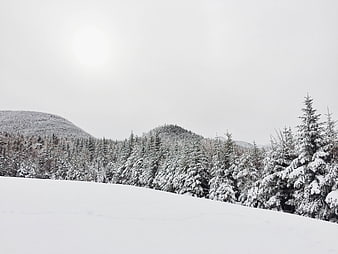 Serene Snow-Covered Mountain Forest Landscape