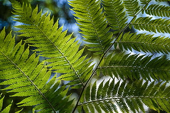 Close-up of vibrant green fern fronds with sunlight