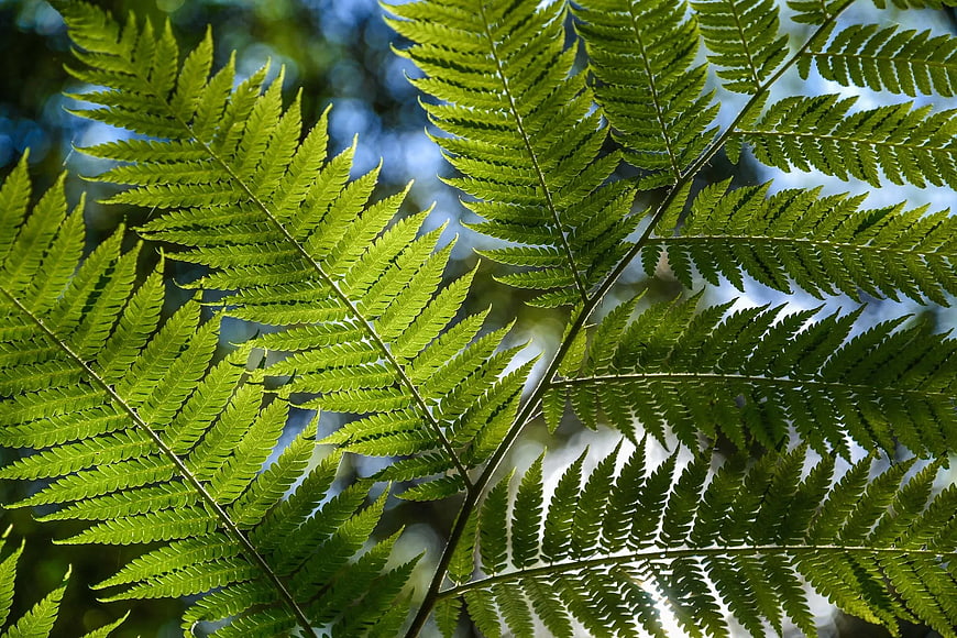 Close-up of vibrant green fern fronds with sunlight