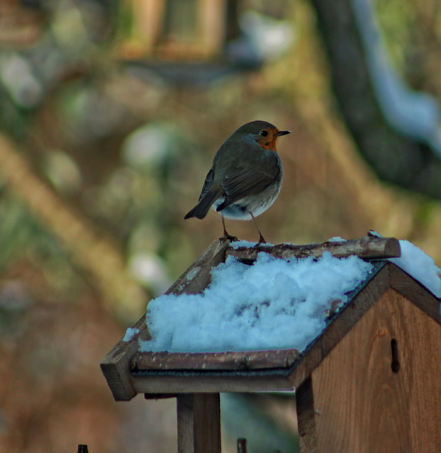 European Robin perched on snowy wooden bird feeder in winter