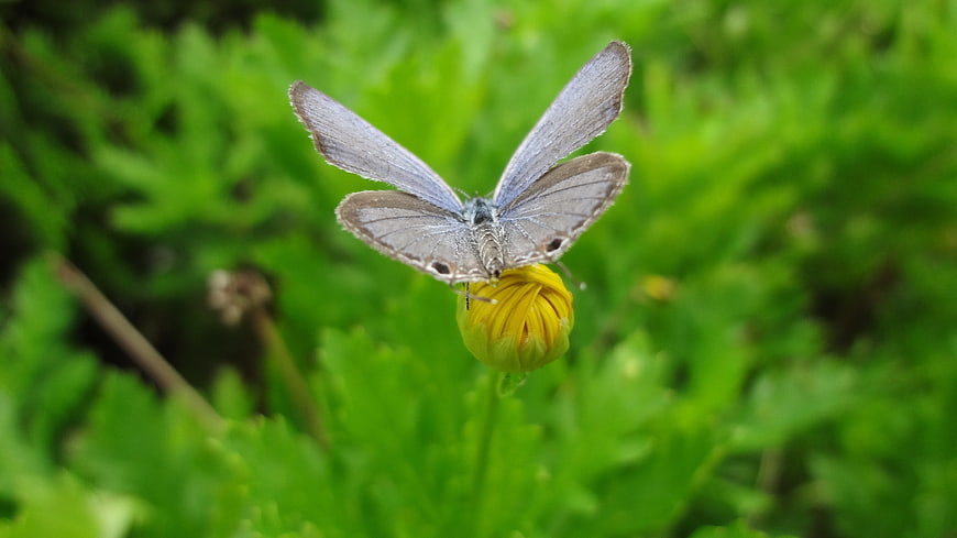 Blue butterfly on yellow flower bud in green foliage
