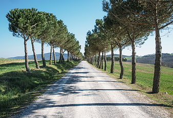 Gravel road lined with pine trees in sunny countryside