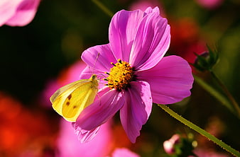 Yellow butterfly perched on a vibrant pink cosmos flower in a garden