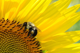 Bumblebee Pollinating Sunflower Close-Up