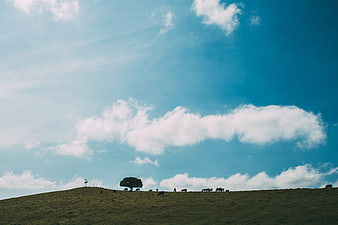 Lush Green Hillside with Grazing Cows Under Blue Sky