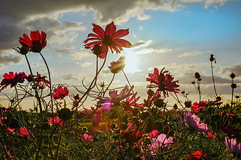 Backlit Pink Cosmos Flowers in a Field at Sunset