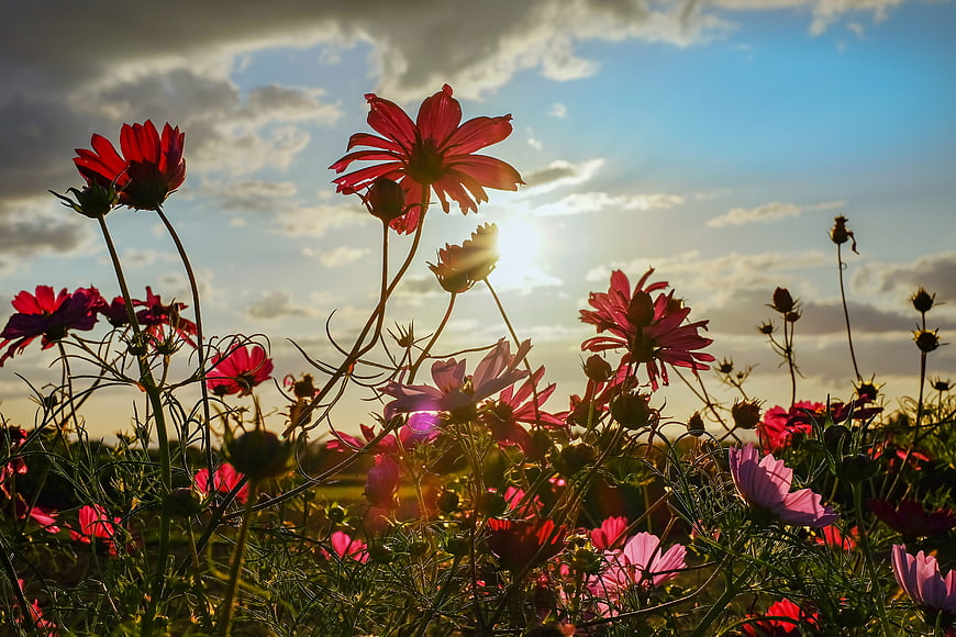 Backlit Pink Cosmos Flowers in a Field at Sunset