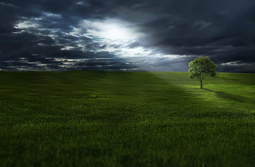 Lone tree in green meadow under dramatic storm clouds