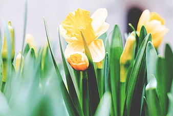 Yellow Daffodils Blooming in Spring Garden
