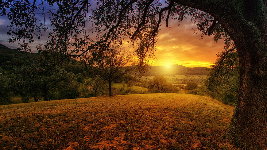 Golden Sunset Over Rolling Hills Framed by Tree Branches