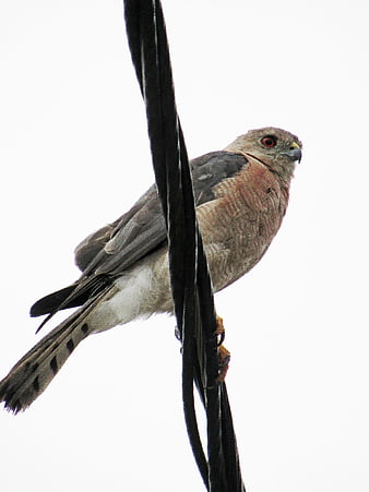 Male Shikra Bird Perched on Wire Against White Sky