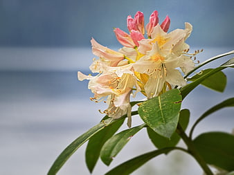 Close-up of Pink and White Rhododendron Flowers with Green Leaves