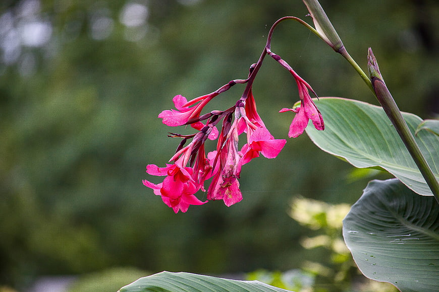 Vibrant Pink Canna Lily Flowers Drooping on Stem