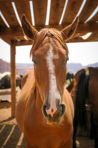 Close-up Portrait of Brown Horse Under Wooden Shelter
