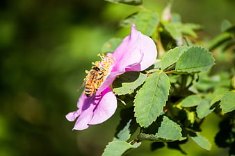 Honey Bee Pollinating Pink Wild Rose Flower