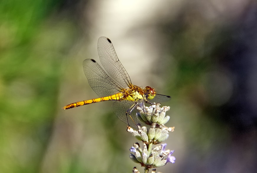 Yellow dragonfly perched on lavender flower close-up