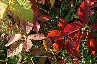 Vibrant Red and Green Autumn Leaves in Sunlight