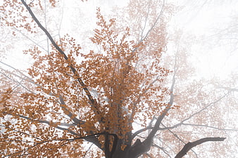 Autumn Tree Branches In Foggy Misty Forest Landscape