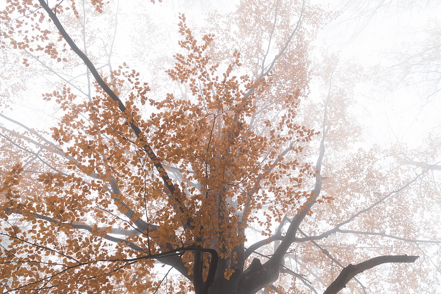 Autumn Tree Branches In Foggy Misty Forest Landscape