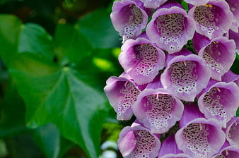 Close-up of purple foxglove flowers with spotted interiors