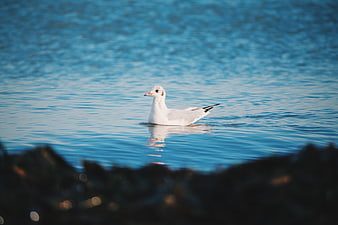 White seagull floating on calm blue ocean water