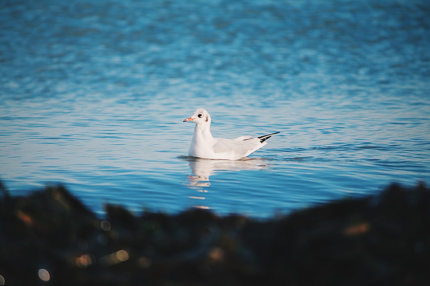 White seagull floating on calm blue ocean water