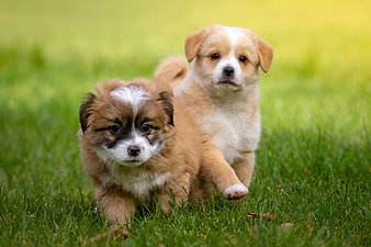 Two cute puppies running on green grass in a meadow