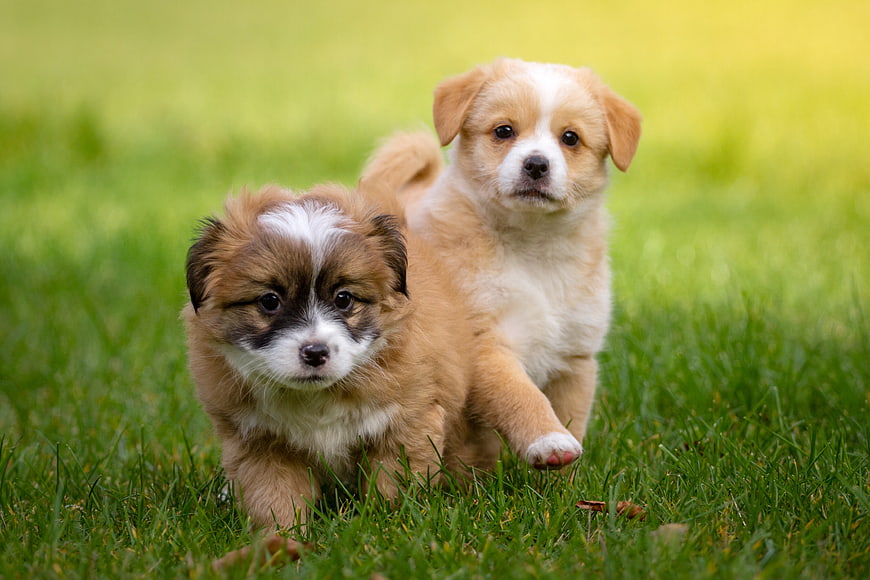 Two cute puppies running on green grass in a meadow