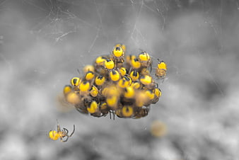 Cluster of yellow spiders on a web