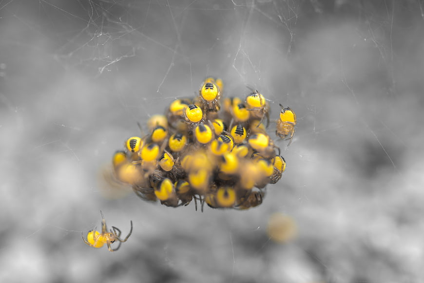 Cluster of yellow spiders on a web