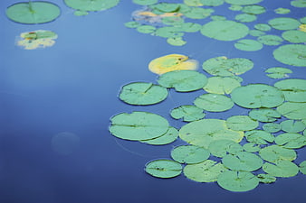 Green lily pads floating on calm blue pond water
