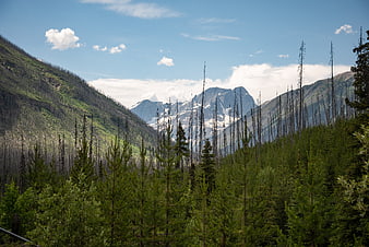 Mountain Valley with Dead Trees and Snow-Capped Peaks