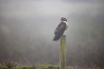 Red-tailed Hawk Perched on Wooden Post in Foggy Landscape