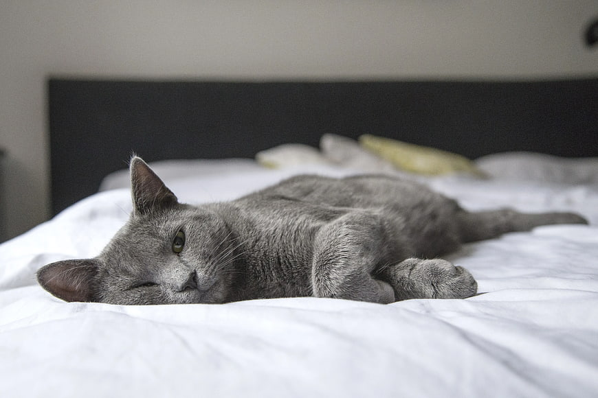 Relaxed Gray Cat Lying on White Bed Sheets