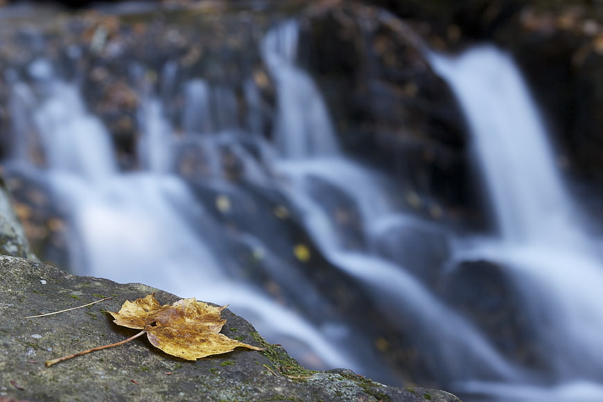 Yellow Autumn Leaf on Rock with Blurred Waterfall Background