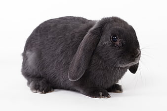Black Lop-Eared Rabbit Sitting on White Background