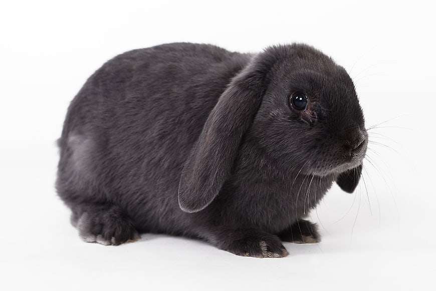 Black Lop-Eared Rabbit Sitting on White Background