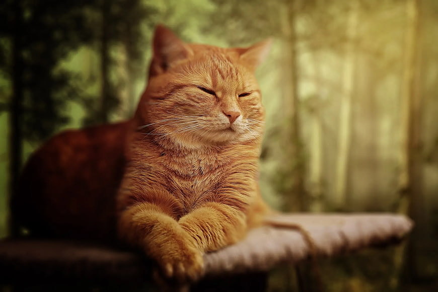Relaxed Orange Tabby Cat Sleeping on Wooden Perch