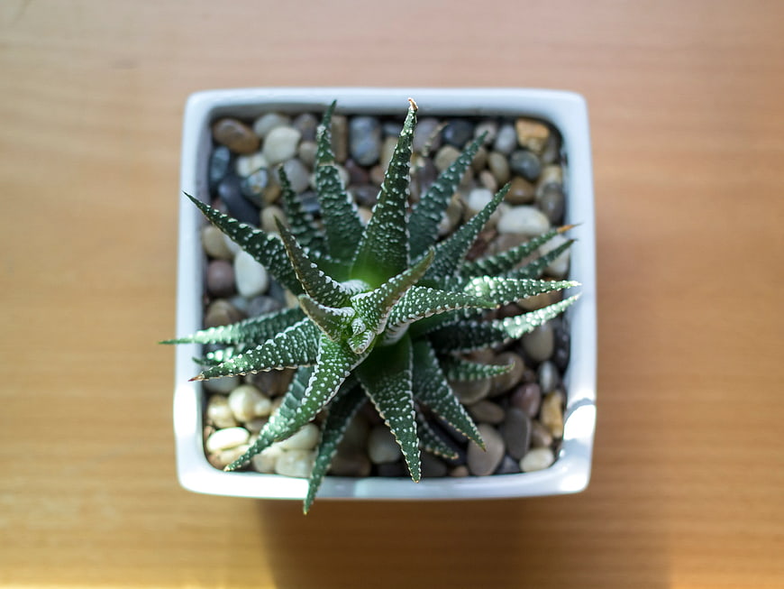 Top View of Haworthia Succulent in White Square Pot