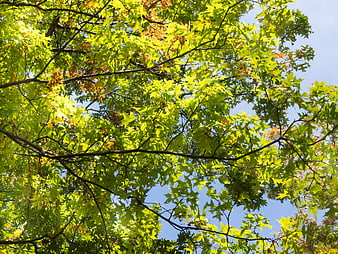 Sunlit Oak Leaves Against Blue Sky in Early Autumn