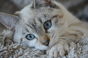 Close-up portrait of a cute kitten with blue eyes lying on a blanket