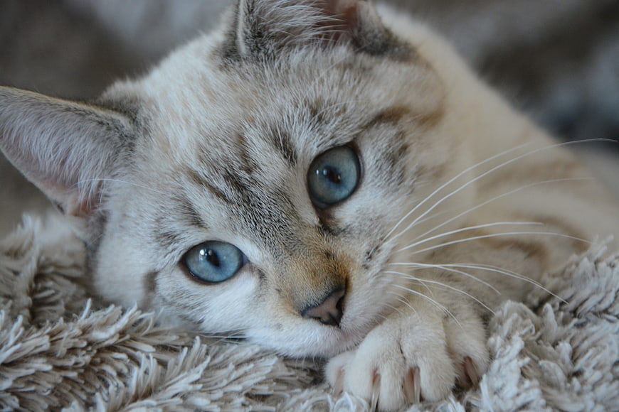Close-up portrait of a cute kitten with blue eyes lying on a blanket