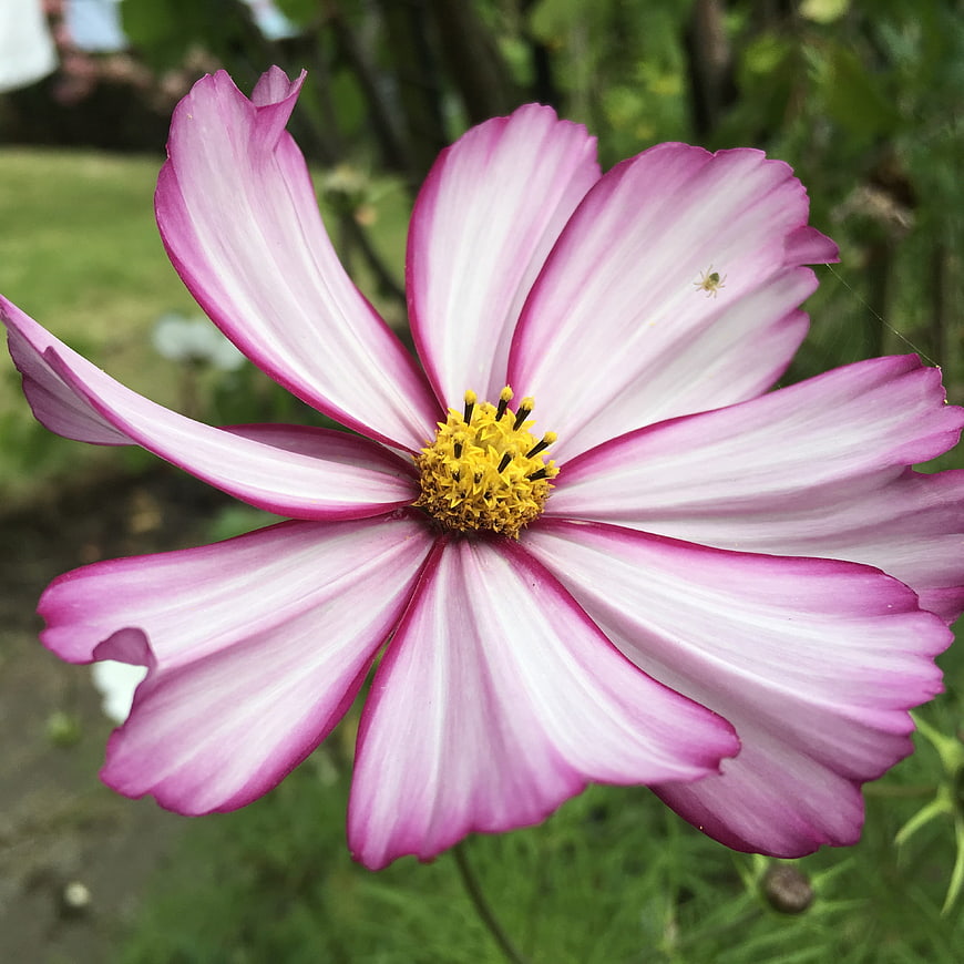 Close-up of Pink and White Cosmos Flower in Garden