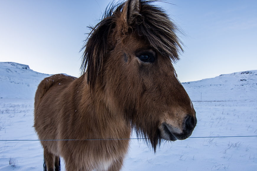 Brown Icelandic Horse in Snowy Winter Landscape