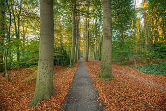 Autumn forest path with tall trees and fallen leaves