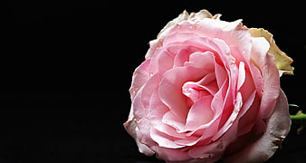Pink Rose Close-Up on Black Background